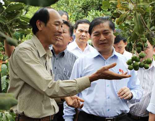 Trồng xen mắc ca trong vườn cà phê
